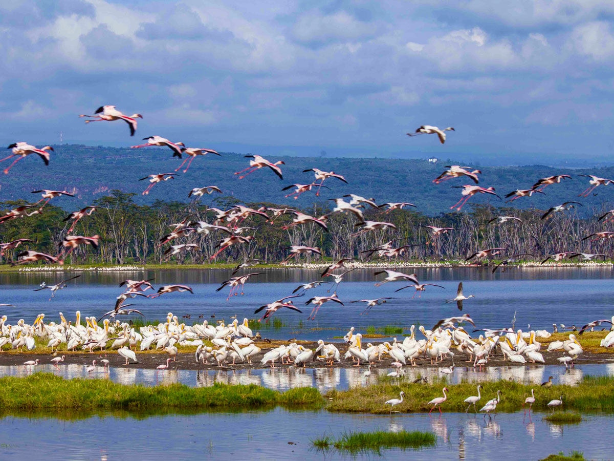 self-drive-Naivasha-car-rental-in-Naivasha self-drive-Naivasha-car-rental-in-Naivasha